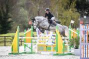 À vendre jument SF de 7 ans 