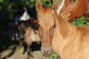 pouliche quarter horse gunner