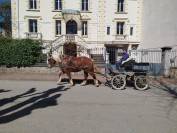 Jango, hongre trait Comtois PP