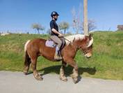 Jango, hongre trait Comtois PP