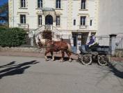 Jango, hongre trait Comtois PP