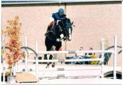 Étalon de sport par Darco et King 