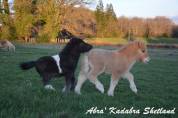 Plusieurs poulains poney mini shetland 