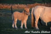 Plusieurs poulains poney mini shetland 