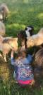 Plusieurs poulains poney mini shetland 