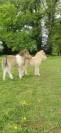Plusieurs poulains poney mini shetland 