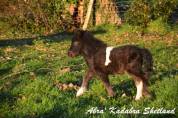 Plusieurs poulains poney mini shetland 