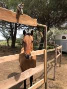 cheval quarter horse