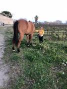 cheval quarter horse