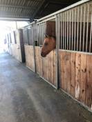 cheval quarter horse