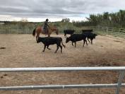 cheval quarter horse