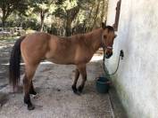 cheval quarter horse