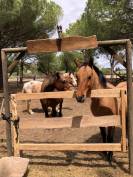 cheval quarter horse