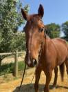 Hongre Selle Français 7 ans CSO A vendre