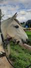DONA, Jument  de loisirs, lusitanienne, 12 ans