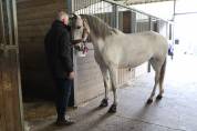 DONA, Jument  de loisirs, lusitanienne, 12 ans