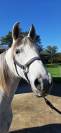 DONA, Jument  de loisirs, lusitanienne, 12 ans
