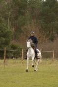 DONA, Jument  de loisirs, lusitanienne, 12 ans