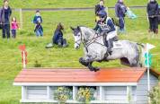 Cavalla Sella Francese In vendita 2015 Baio