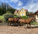 À vendre – Propriété familiale avec structure équestre