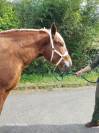 A VENDRE JUMENT COMTOISE 3 ANS