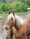 A VENDRE JUMENT COMTOISE 3 ANS
