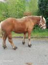 A VENDRE JUMENT COMTOISE 3 ANS