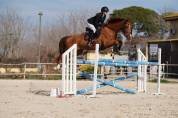 Veganum bator - caballo en venta