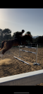 Veganum bator - caballo en venta