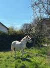 Ponette C