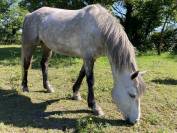 Ponette PFS