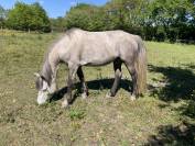 Ponette PFS