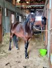 A VENDRE - Jument 7 ans par Diamant de Semilly