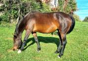 A VENDRE - Jument 7 ans par Diamant de Semilly