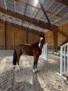 Hongre, 3 ans, CSO