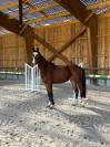 Hongre, 3 ans, CSO