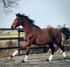 Chic Hongre 2 ans SBS Dressage & CSO