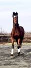 Chic Hongre 2 ans SBS Dressage & CSO