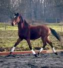 Chic Hongre 2 ans SBS Dressage & CSO