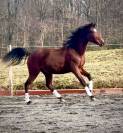 Chic Hongre 2 ans SBS Dressage & CSO