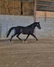 MAGNIFIQUE PONEY HONGRE NOIR 4 ANS 