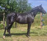 MAGNIFIQUE PONEY HONGRE NOIR 4 ANS 