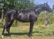 MAGNIFIQUE PONEY HONGRE NOIR 4 ANS 