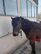 Poney OC 1m28 