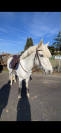 Étalon Connemara C à vendre 