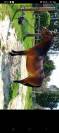 Poney de sport ou de loisir 