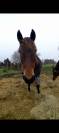 Poney de sport ou de loisir 