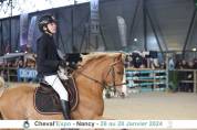 Stallion French Saddle Pony For sale 2017 Chesnut