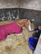 Stallion French Saddle Pony For sale 2017 Chesnut