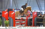 Stallion French Saddle Pony For sale 2017 Chesnut